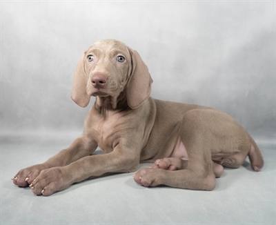 Weimaraner-DOG-Female-Silver Grey-9181-Petland Fort Walton Beach, FL