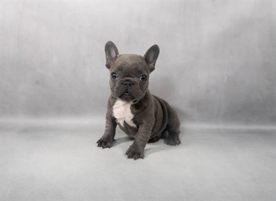 French Bulldog-DOG-Male-Blue-9184-Petland Fort Walton Beach, FL