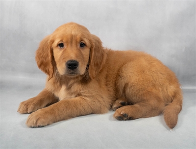 Golden Retriever-DOG-Female-Dark Golden-9208-Petland Fort Walton Beach, FL