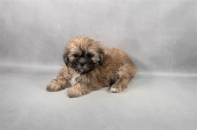 Lhasa Apso-DOG-Female-Golden-9210-Petland Fort Walton Beach, FL