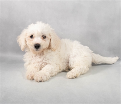 Bichon Frise-DOG-Female-White-9211-Petland Fort Walton Beach, FL
