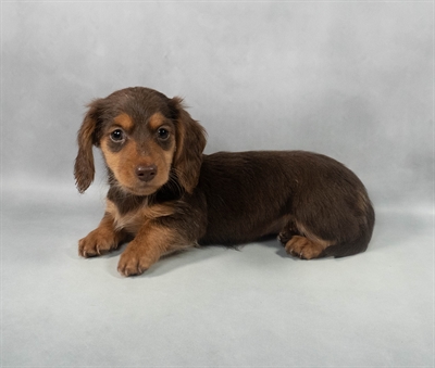Dachshund-DOG-Female-Chocolate and Tan-9212-Petland Fort Walton Beach, FL