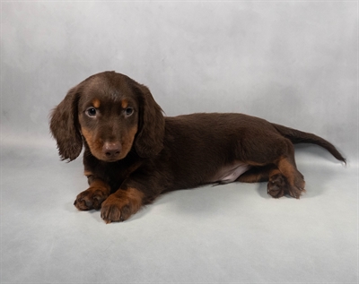 Dachshund-DOG-Male-Chocolate and Tan-9213-Petland Fort Walton Beach, FL