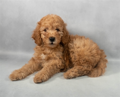 Mini Goldendoodle F1b-DOG-Female-Golden-9214-Petland Fort Walton Beach, FL