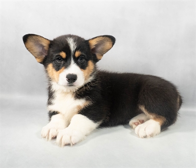 Pembroke Welsh Corgi-DOG-Male-Black and White-9215-Petland Fort Walton Beach, FL
