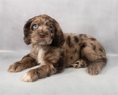 Cocker Spaniel-DOG-Male-Red Roan-9218-Petland Fort Walton Beach, FL