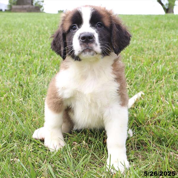 Saint Bernard-DOG-Female-Mahogany / White-9221-Petland Fort Walton Beach, FL