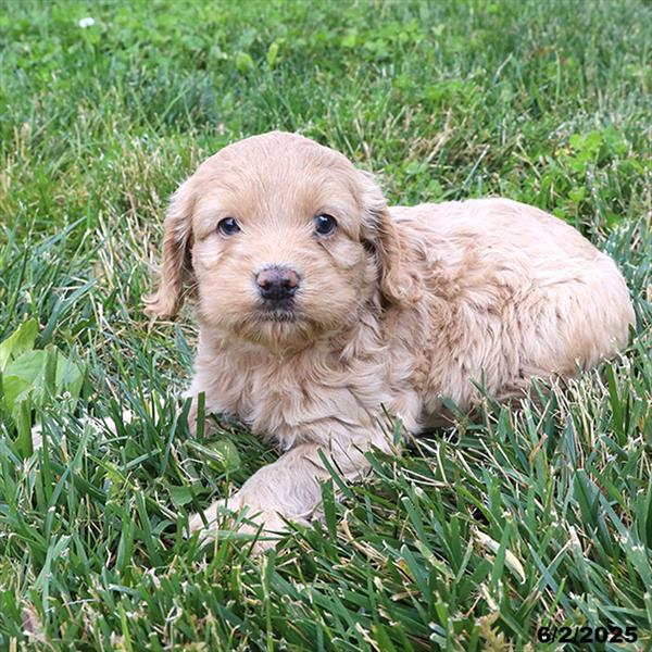 Cockapoo-DOG-Female-Buff-9222-Petland Fort Walton Beach, FL