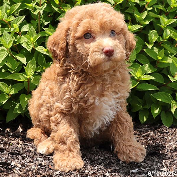 Poodle-DOG-Female-Apricot-9224-Petland Fort Walton Beach, FL