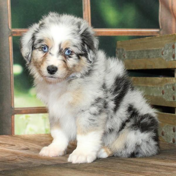 Australian Shepherd-DOG-Female-Blue Merle / Tan-9225-Petland Fort Walton Beach, FL