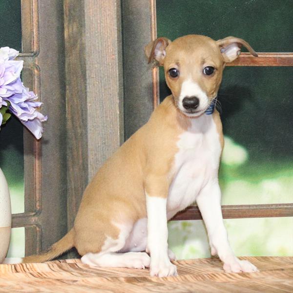 Italian Greyhound-DOG-Male-Fawn-9228-Petland Fort Walton Beach, FL