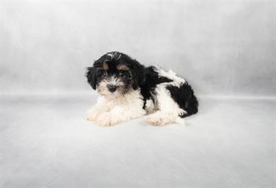 Havanese-DOG-Female-Black and Tan-9133-Petland Fort Walton Beach, FL