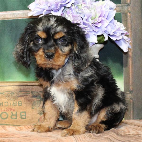 Cavalier King Charles Spaniel-DOG-Male-Blue Merle / Tan-9151-Petland Fort Walton Beach, FL
