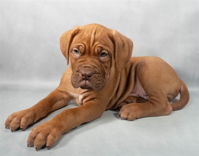 Dogue De Bordeaux-DOG-Male-Red-9179-Petland Fort Walton Beach, FL