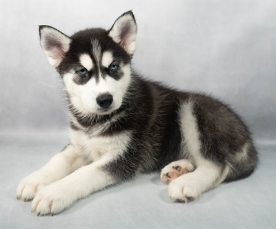 Siberian Husky-DOG-Female-Black and White-9180-Petland Fort Walton Beach, FL