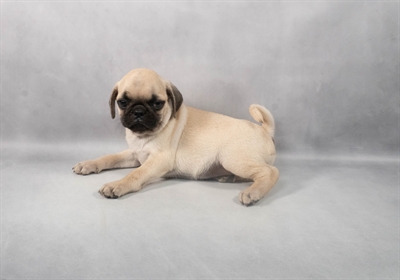 Pug-DOG-Male-Fawn-9183-Petland Fort Walton Beach, FL