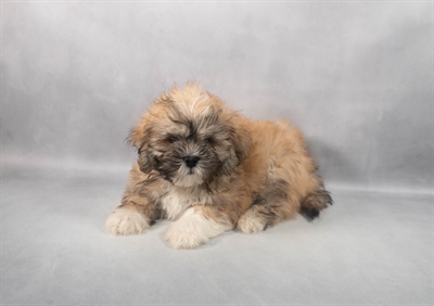Lhasa Apso-DOG-Male-Golden-9209-Petland Fort Walton Beach, FL