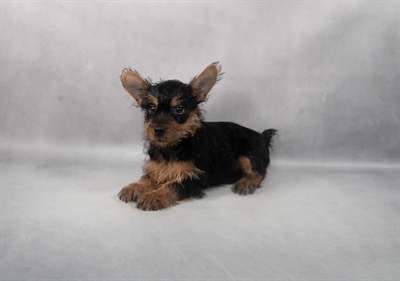 Silky Terrier-DOG-Male-Black and Tan-9216-Petland Fort Walton Beach, FL