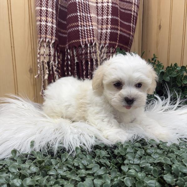 Coton De Tulear-DOG-Male-White-9219-Petland Fort Walton Beach, FL