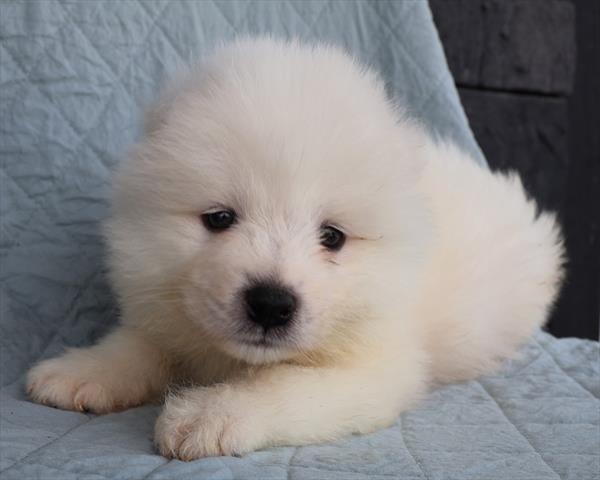 Samoyed-DOG-Male-White-9220-Petland Fort Walton Beach, FL