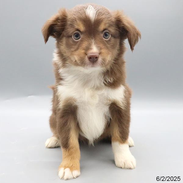 Miniature American Shepherd-DOG-Female-Red-9223-Petland Fort Walton Beach, FL