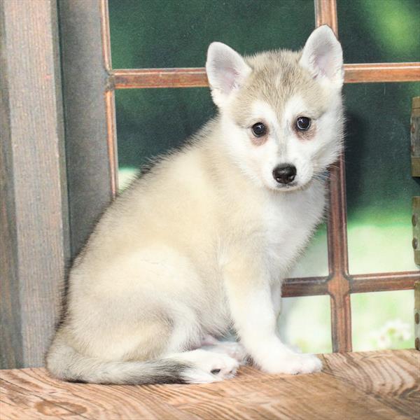 Alaskan Klee Kai-DOG-Male-Agouti / White-9226-Petland Fort Walton Beach, FL