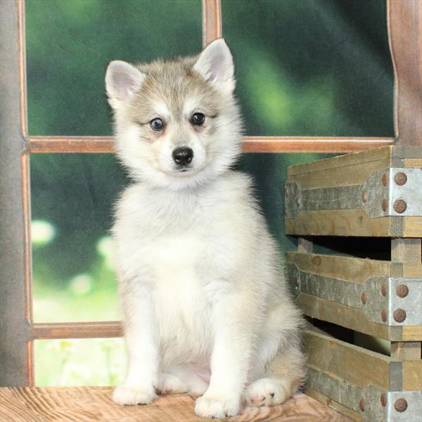 Alaskan Klee Kai-DOG-Female-Agouti / White-9227-Petland Fort Walton Beach, FL