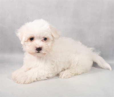 Maltese-DOG-Male-White-9236-Petland Fort Walton Beach, FL
