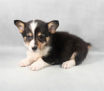 Pembroke Welsh Corgi-DOG-Female-Black and Tan-9237-Petland Fort Walton Beach, FL