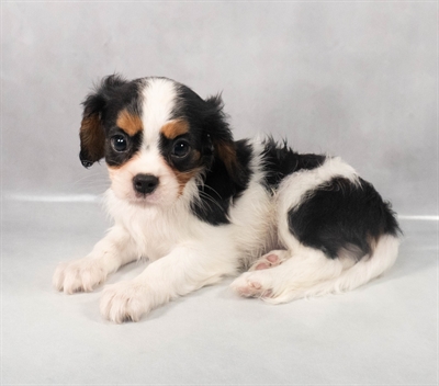 Cavalier King Charles Spaniel-DOG-Male-Black and White-9238-Petland Fort Walton Beach, FL