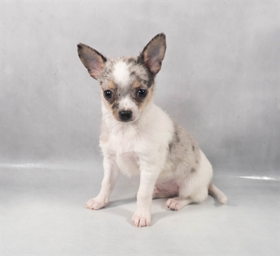 Chihuahua-DOG-Male-Blue Merle-9239-Petland Fort Walton Beach, FL