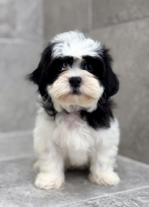 Teddy Bear-DOG-Female-Black / White-9240-Petland Fort Walton Beach, FL