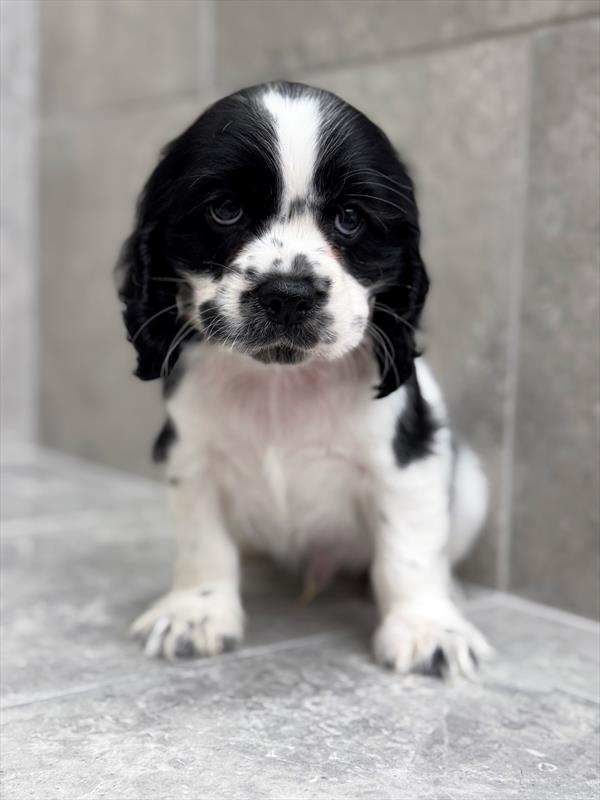 Cocker Spaniel-DOG-Male-Black-9242-Petland Fort Walton Beach, FL