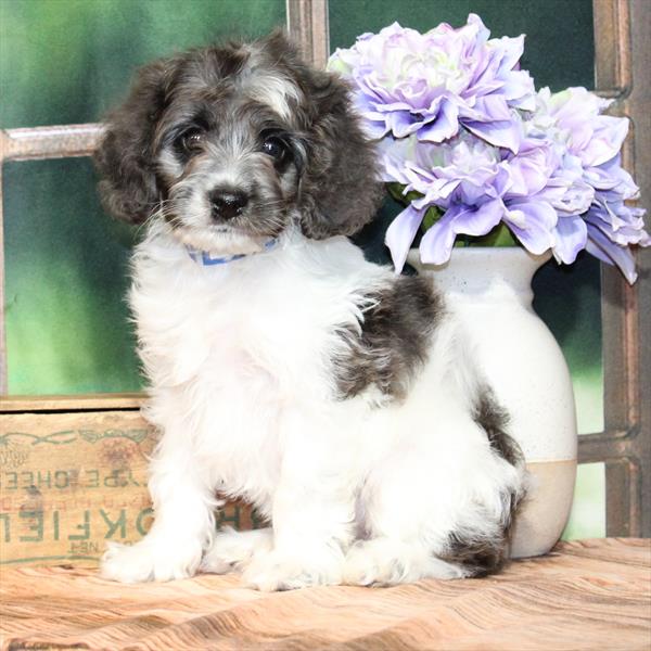 Cockapoo-DOG-Female-White / Blue Merle-9243-Petland Fort Walton Beach, FL