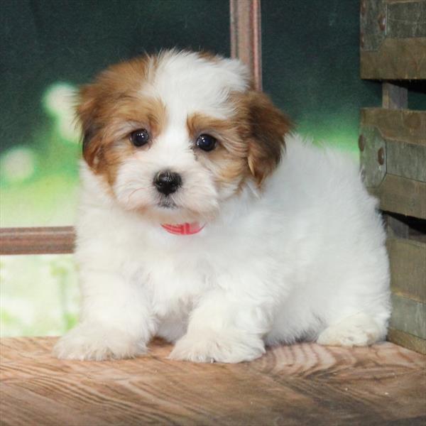 Havanese-DOG-Male-White / Red-9244-Petland Fort Walton Beach, FL