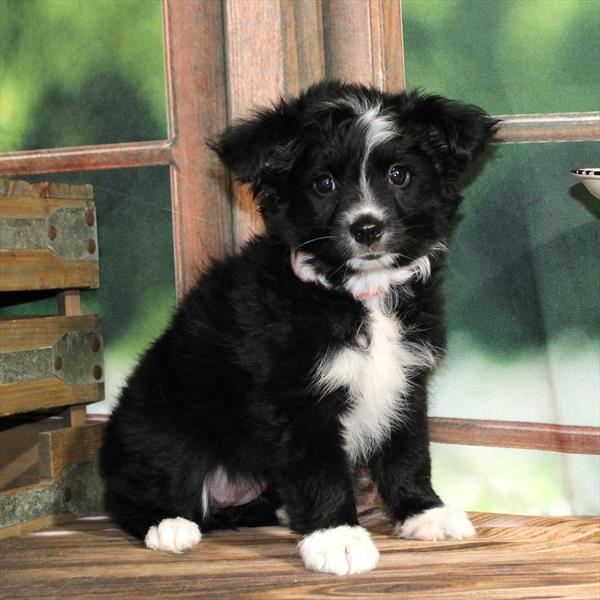 Australian Shepherd-DOG-Female-Black / White-9245-Petland Fort Walton Beach, FL