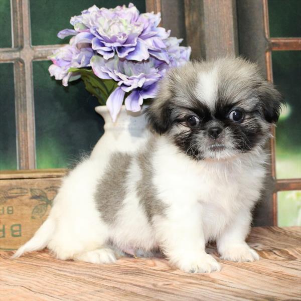 Pekingese-DOG-Male-Grizzle-9246-Petland Fort Walton Beach, FL