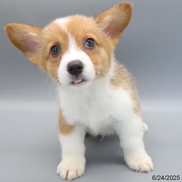 Pembroke Welsh Corgi-DOG-Male-Red / White-9263-Petland Fort Walton Beach, FL