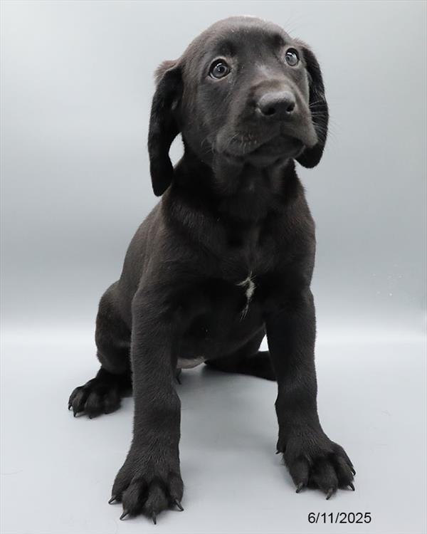 Labrador Retriever-DOG-Female-Black-9264-Petland Fort Walton Beach, FL