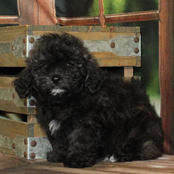 Goldendoodle Mini 2nd Gen-DOG-Female-Brindle-9266-Petland Fort Walton Beach, FL
