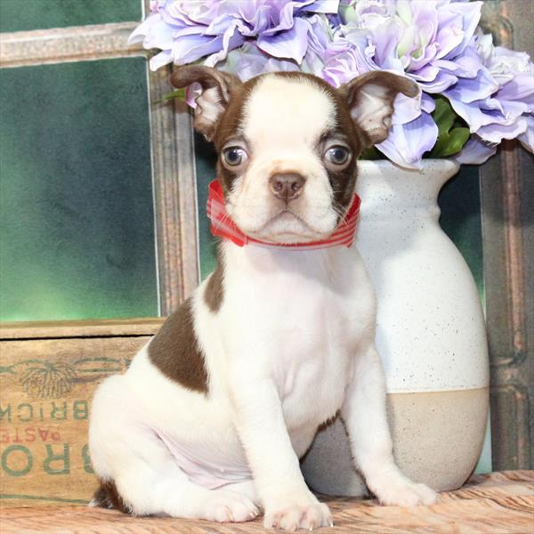 Boston Terrier-DOG-Female-White / Red-9267-Petland Fort Walton Beach, FL