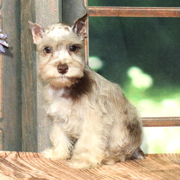 Miniature Schnauzer-DOG-Male-Chocolate Merle-9268-Petland Fort Walton Beach, FL