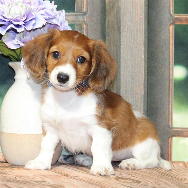 Dachshund-DOG-Female-Red-9269-Petland Fort Walton Beach, FL
