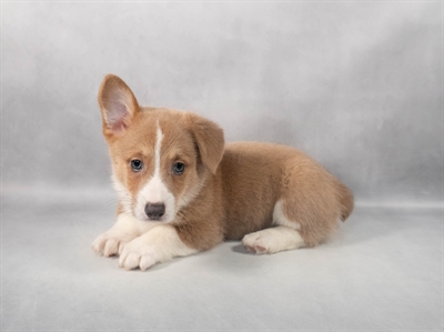 Pembroke Welsh Corgi-DOG-Male-Blue and White-9276-Petland Fort Walton Beach, FL