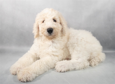 Standard Poodle-DOG-Female-Cream and White-9278-Petland Fort Walton Beach, FL