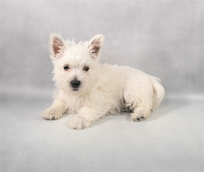 West Highland White Terrier-DOG-Female-White-9279-Petland Fort Walton Beach, FL