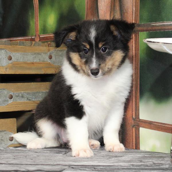 Shetland Sheepdog-DOG-Female-Black White / Tan-9281-Petland Fort Walton Beach, FL
