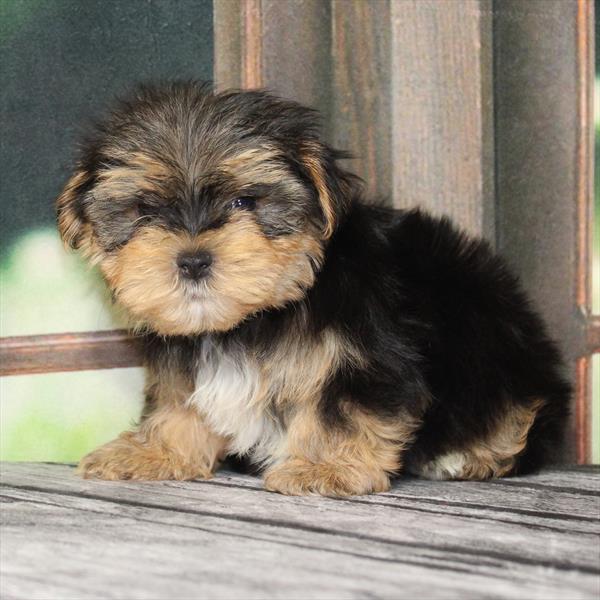 Morkie-DOG-Male-Black / Tan-9280-Petland Fort Walton Beach, FL