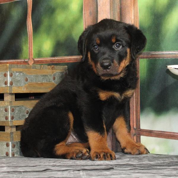 Rottweiler-DOG-Female-Black / Rust-9282-Petland Fort Walton Beach, FL