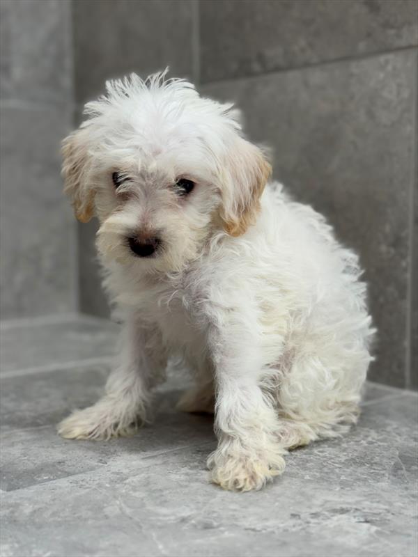 Schnoodle-DOG-Male-White / Cream-9283-Petland Fort Walton Beach, FL